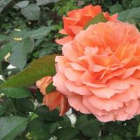 Características de plantar rosas en primavera en campo abierto.
