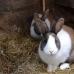 Estiércol de conejo como fertilizante: características, normas, métodos de preparación.