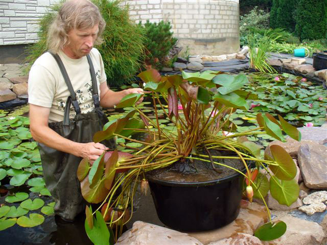семена водных растений для пруда
