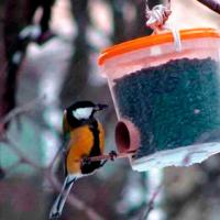 DIY hranilice za ptice: ideje i crteži Izgradite hranilicu za ptice vlastitim rukama