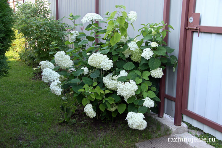 Калина бульденеж изгородь